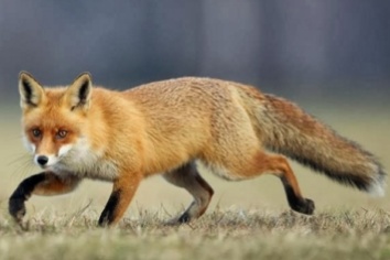 Ochronne szczepienie lisów wolno żyjących